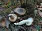 Barnanyálkás csigagomba (Hygrophorus latitabundus), Balaton-felvidék